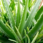 Aloe Vera Plant