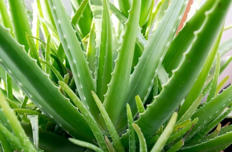 Aloe Vera Plant