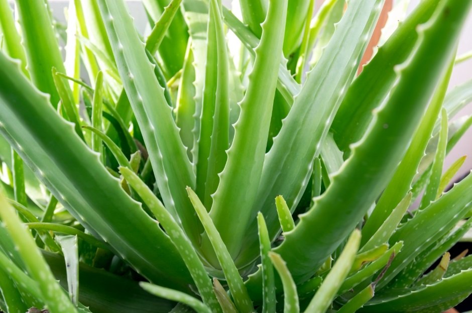 Aloe Vera Plant