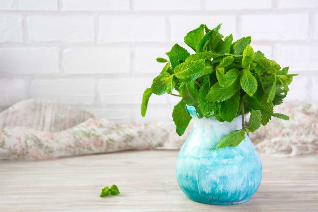 Mint Mentha Piperita Medicinal Plant at Home