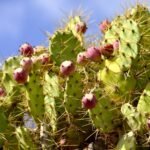 Prickly Pear Cactus