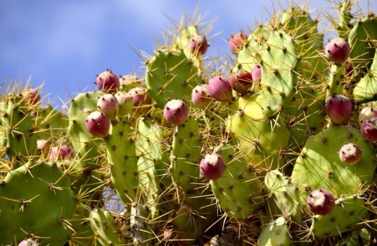 Prickly Pear Cactus: The Superfood You Need to Know About